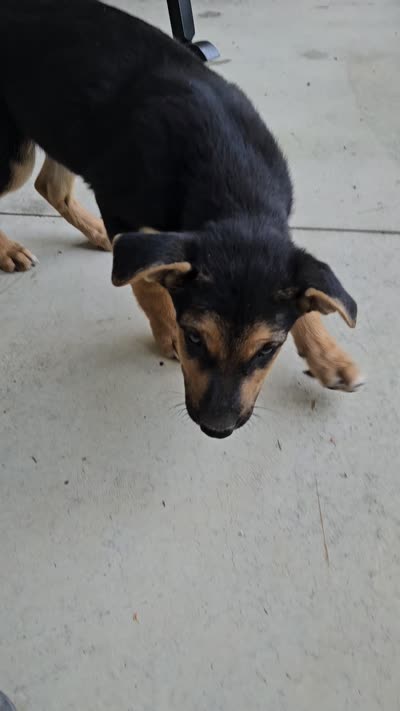 Lance, a male German Shepherd Dog for sale in Grabill, IN – 8 of 8