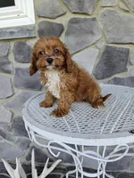Clifford, a male Cavapoo for sale in Grabill, IN – 7 of 10