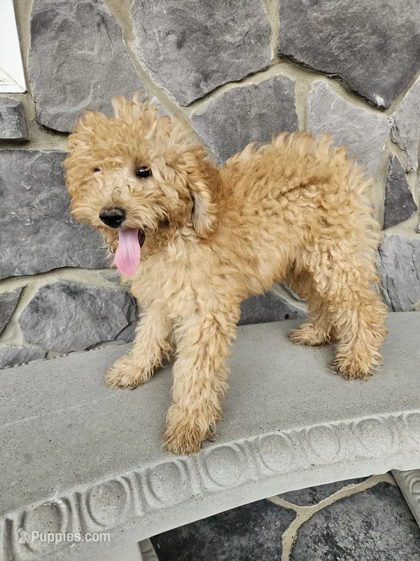 ace – Miniature Goldendoodle puppy for sale in Grabill, IN