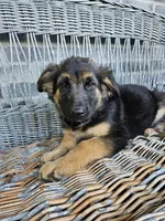 Rocky, a male German Shepherd Dog for sale in Grabill, IN – 2 of 9