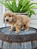 hank, a male Goldendoodle for sale in Grabill, IN – 4 of 9