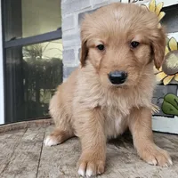 Ethan, a male Golden Retriever for sale in Grabill, IN – Photo 5 of 8