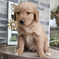 Ethan, a male Golden Retriever for sale in Grabill, IN – Photo 3 of 8