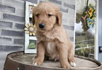 Ethan, a male Golden Retriever for sale in Grabill, IN – Photo 3 of 8