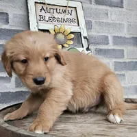 Ethan, a male Golden Retriever for sale in Grabill, IN – Photo 6 of 8