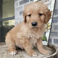 Ethan, a male Golden Retriever for sale in Grabill, IN – Photo 1 of 8