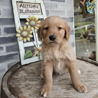 Ethan, a male Golden Retriever for sale in Grabill, IN – Photo 8 of 8