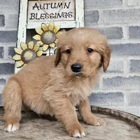 Ethan, a male Golden Retriever for sale in Grabill, IN – Photo 4 of 8