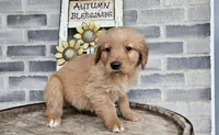 Ethan, a male Golden Retriever for sale in Grabill, IN – Photo 4 of 8