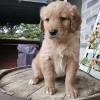 Ethan, a male Golden Retriever for sale in Grabill, IN – Photo 7 of 8