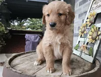 Ethan, a male Golden Retriever for sale in Grabill, IN – Photo 7 of 8