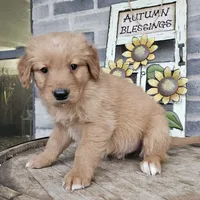 Ethan, a male Golden Retriever for sale in Grabill, IN – Photo 2 of 8