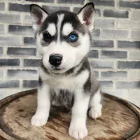 Jack, a male Siberian Husky for sale in Grabill, IN – Photo 1 of 10