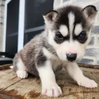 Jack, a male Siberian Husky for sale in Grabill, IN – Photo 7 of 10