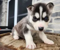Jack, a male Siberian Husky for sale in Grabill, IN – Photo 7 of 10
