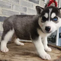 Jack, a male Siberian Husky for sale in Grabill, IN – Photo 6 of 10
