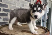 Jack, a male Siberian Husky for sale in Grabill, IN – Photo 6 of 10