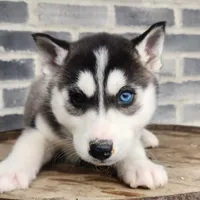Jack, a male Siberian Husky for sale in Grabill, IN – Photo 5 of 10