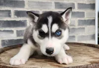 Jack, a male Siberian Husky for sale in Grabill, IN – Photo 5 of 10