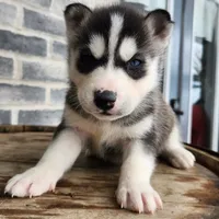 Jack, a male Siberian Husky for sale in Grabill, IN – Photo 9 of 10