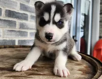 Jack, a male Siberian Husky for sale in Grabill, IN – Photo 9 of 10