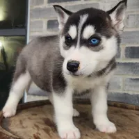 Jack, a male Siberian Husky for sale in Grabill, IN – Photo 2 of 10