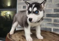Jack, a male Siberian Husky for sale in Grabill, IN – Photo 2 of 10