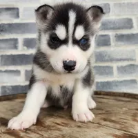 Jack, a male Siberian Husky for sale in Grabill, IN – Photo 10 of 10