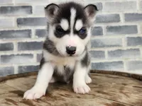 Jack, a male Siberian Husky for sale in Grabill, IN – Photo 10 of 10