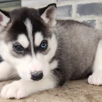 Jack, a male Siberian Husky for sale in Grabill, IN – Photo 3 of 10