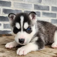 Jack, a male Siberian Husky for sale in Grabill, IN – Photo 8 of 10