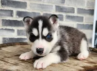Jack, a male Siberian Husky for sale in Grabill, IN – Photo 8 of 10