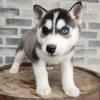 Jack, a male Siberian Husky for sale in Grabill, IN – Photo 4 of 10