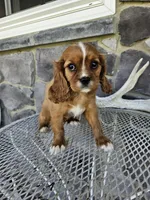 lateasha, a female Cavalier King Charles Spaniel for sale in Grabill, IN – 8 of 10