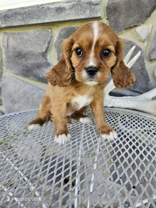 lateasha – Cavalier King Charles Spaniel puppy for sale in Grabill, IN