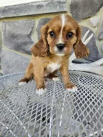lateasha, a female Cavalier King Charles Spaniel for sale in Grabill, IN – 1 of 10