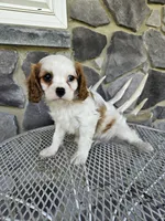 Belem, a male Cavalier King Charles Spaniel for sale in Grabill, IN – 7 of 9