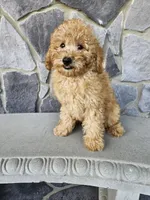 Ruffles , a male Miniature Goldendoodle for sale in Grabill, IN – 5 of 7