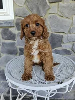 blaze, a male Cavapoo for sale in Grabill, IN – 8 of 10