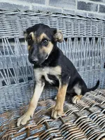Sarah, a female German Shepherd Dog for sale in Grabill, IN – 4 of 7