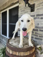 Cane, a male English Cream Golden Retriever for sale in Grabill, IN – 2 of 10