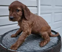 Bethany, a female Irish Setter for sale in Grabill, IN – Photo 5 of 10