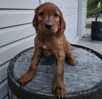 Bethany, a female Irish Setter for sale in Grabill, IN – Photo 3 of 10