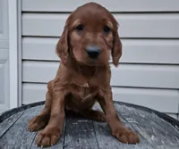 Bethany, a female Irish Setter for sale in Grabill, IN – Photo 6 of 10