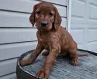 Bethany, a female Irish Setter for sale in Grabill, IN – Photo 2 of 10