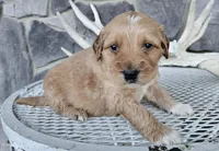 Bethany, a female Miniature Goldendoodle for sale in Grabill, IN – Photo 1 of 7