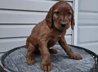 Bethany, a female Irish Setter for sale in Grabill, IN – Photo 4 of 10