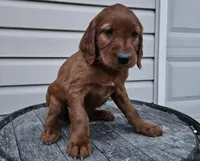 Bethany, a female Irish Setter for sale in Grabill, IN – Photo 7 of 10