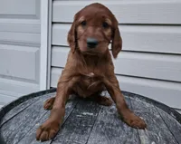 Bethany, a female Irish Setter for sale in Grabill, IN – Photo 9 of 10