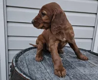 Bethany, a female Irish Setter for sale in Grabill, IN – Photo 10 of 10